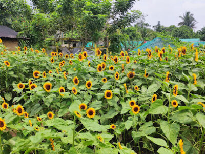 Sunflower farmville